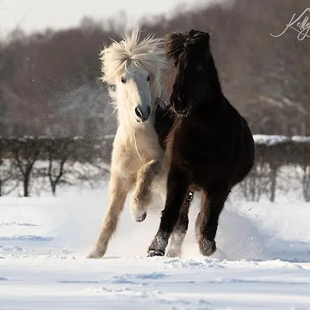 'de Schuif' * Berlicum