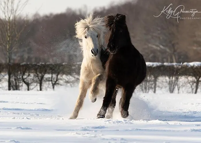 'de Schuif' * Berlicum
